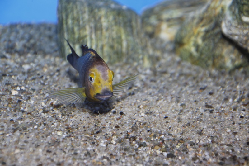 Tropheus sp. 'lukuga' Mtoto